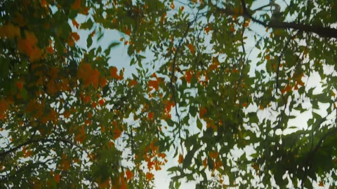 Orange blooming tree canopy swaying in Bangkok park Stock Footage 321009068