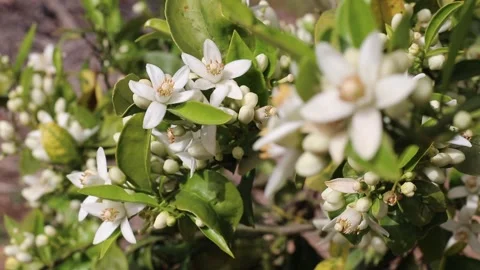 Orange blossom branches framed by soft foreground blur in warm sunlight Stock-Footage 340127554