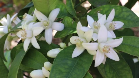 Orange blossom clusters swaying gently among dark green leaves Stock-Footage 337392729