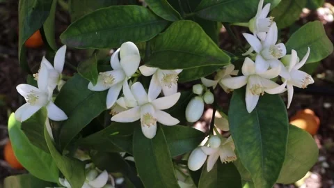 Orange blossom clusters swaying in sunlight with ripe fruit beneath citrus tree Stock Footage 342503353