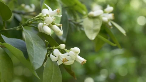 Orange blossom flowers on tree represent natural ingredient for fragrance and Video stock 332874804