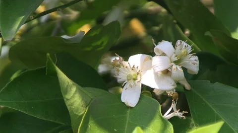 Orange blossom Stock Footage 48558688