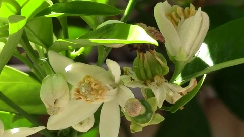 Orange Blossom Stock Footage 76688906