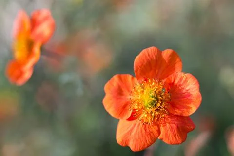 Orange blossom Stock Photos