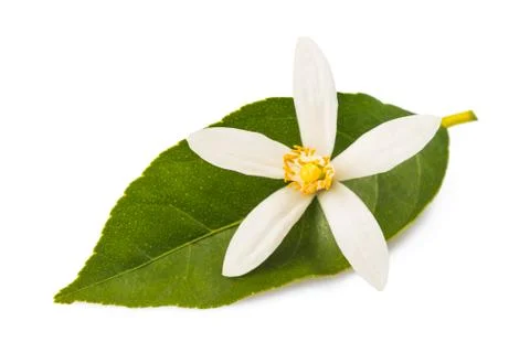 Orange blossom Stock Photos
