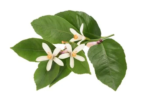 Orange blossom Stock Photos