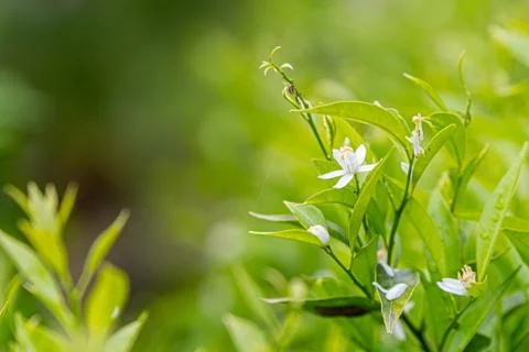 The orange blossom Stock Photos