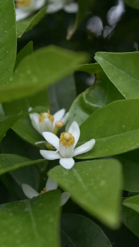 Orange blossom with rain droplets, source of neroli essential oil used in Stock-Footage 332903795