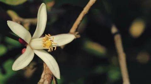 Orange blossom in spring close up. Stock Footage 62256108