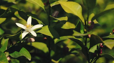 Orange blossom in spring close up. Vidéo 62256112