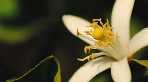 Orange blossom in spring close up. Vidéo 62256131