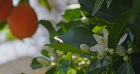 Orange blossom on tree with oranges Stock Footage 305196972