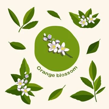 Orange blossom vector set with citrus flowers and green leaves Illustration