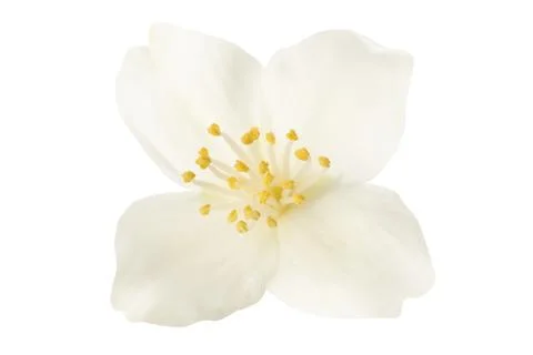 Orange blossom (zagara) Stock Photos