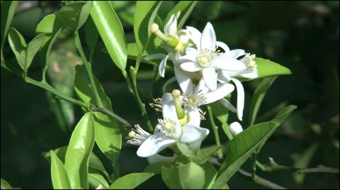 Orange blossoms 4k Video stock 40524719