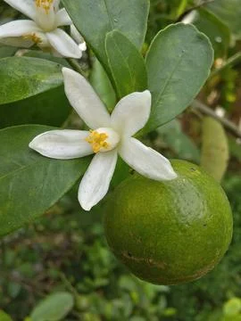 Orange blossoms with green leaf on the tree Stock Photos