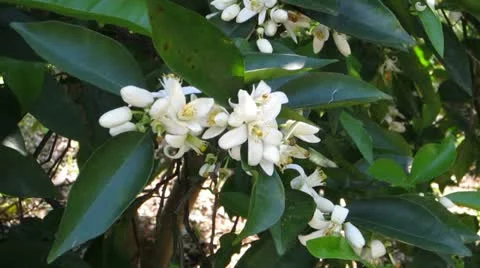 Orange Blossoms on an Orange Tree Vidéo 10838835
