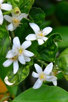Orange blossoms Stock Photos