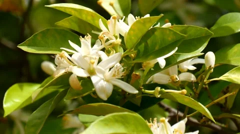 Orange blossoms in spring, Azahar (4K) Stock Footage 49302949