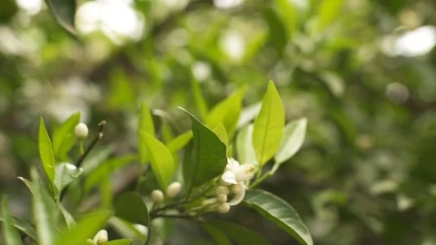 Orange blossoms in spring Stock Footage 75861881