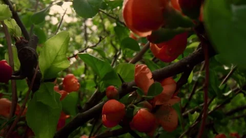 Orange blossoms with spring garden. Video stock 306652376