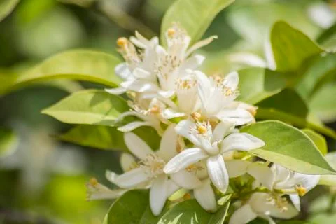 Orange blossoms in spring Stock Photos
