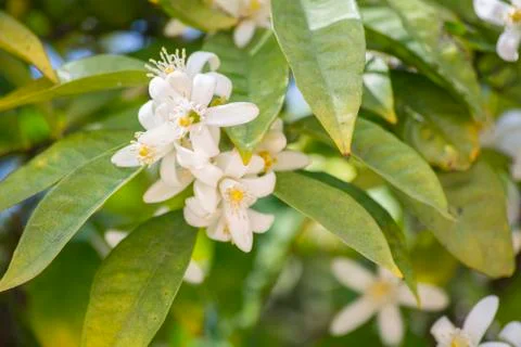 Orange blossoms in spring Stock Photos