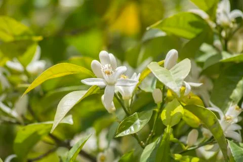 Orange blossoms in spring Stock Photos