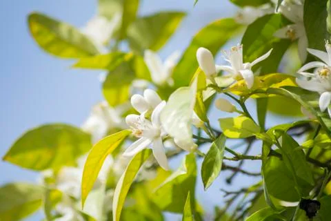 Orange blossoms in spring Stock Photos