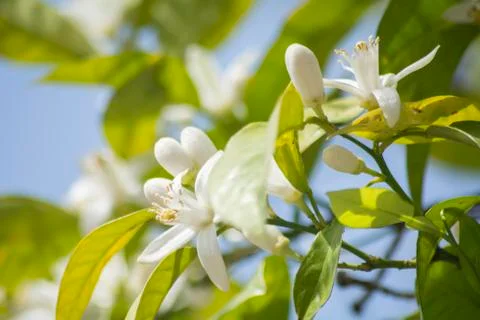 Orange blossoms in spring Stock Photos