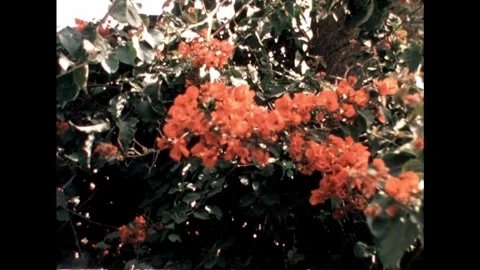 Orange Blossoms on Tree Stock Footage 278240573