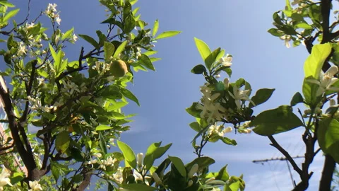 Orange Blossoms on tree set against a blue sky background 動画素材 201011294