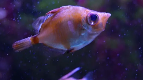 Orange boarfish Stock Footage 234120299