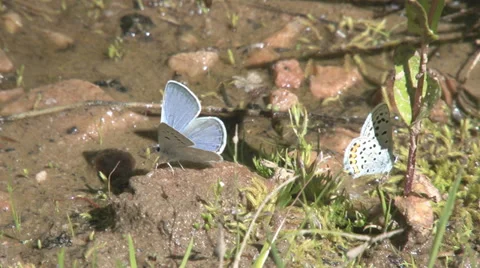 Orange-bordered Blue butterfly Stock Footage 32207884