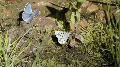 Orange-bordered Blue butterfly Stock Footage 32271219