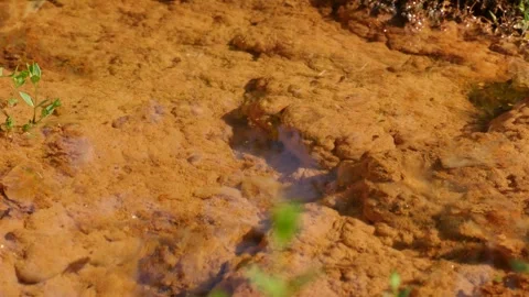 Orange bottom and pure water in the swamp in Siberia Stock Footage 282917068