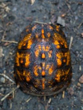 Orange Box Turtle on Footpath, Full Frame Overhead View Stock Photos