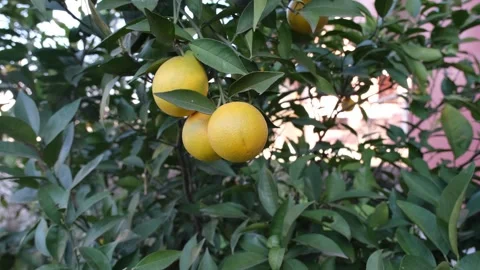 Orange on the branch Stock Footage 265179031