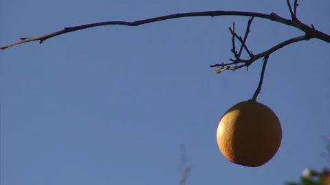 Orange on a Branch Stockbeeldmateriaal 331404092