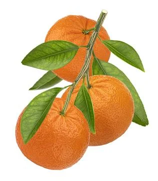 Orange branch isolated on white background with clipping path Stock Photos