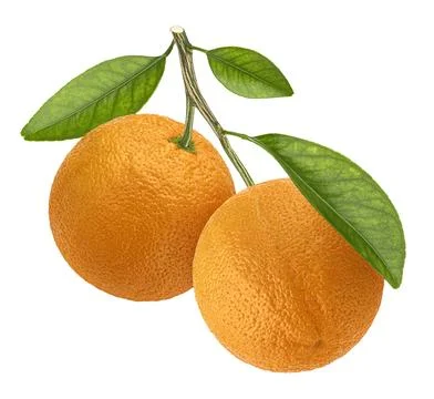 Orange branch isolated on white background with clipping path Stock Photos