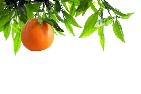Orange branch Stock Photos