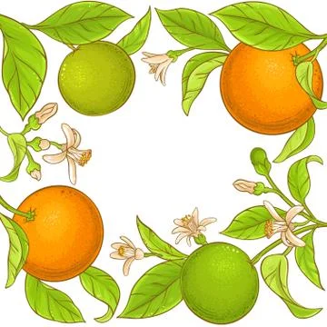 Orange branch vector frame Illustrazione stock