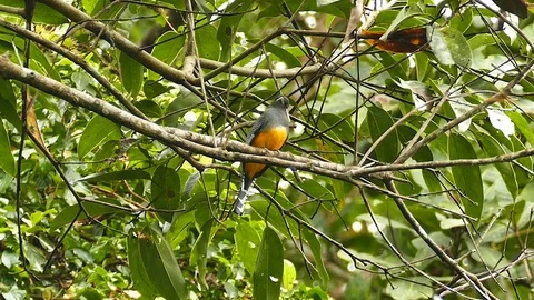 Orange breasted bird standing on branch in busy forest Stock Footage 123613481