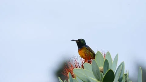 Orange Breasted Sunbirf Stock Footage 211414430
