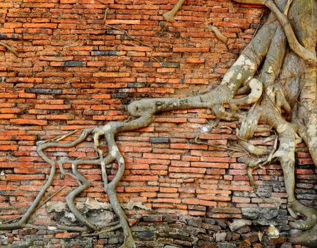 Orange brick wall with ancient root tree Stock Photos