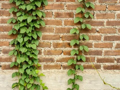 Orange brick wall for background use Stock Photos
