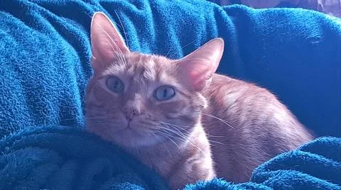 Orange brindle kitten looking at the camera Stock Photos