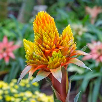 Orange Bromeliads Stock Photos