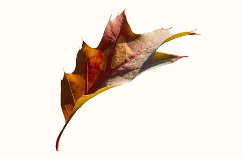 Orange brown autumn ash maple leaf on white Illustrazione stock
